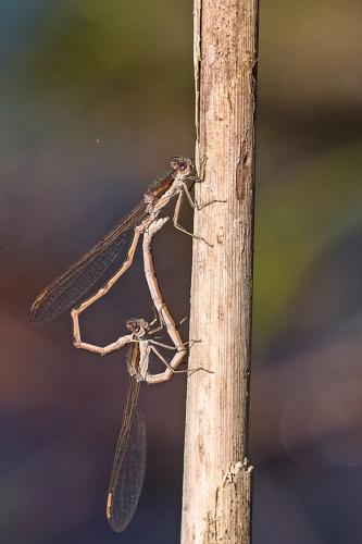 Réf. 223 943 : Sympecma fusca